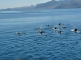School of Dolphin at Play