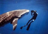 Playing with a whaleshark