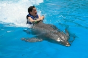 Play with the Dolphins